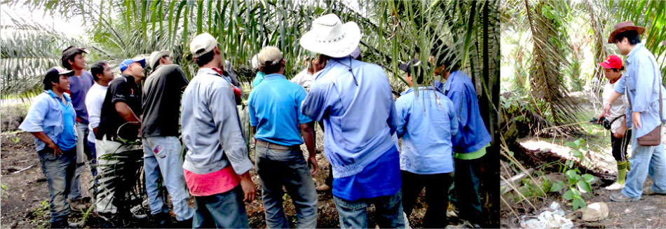 Our Support & Services - Agronomic Advisory